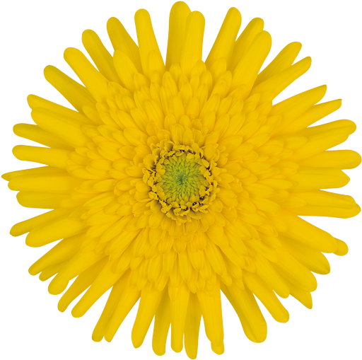 Pinocchio® - Flor Diente De Leon Png (600x600), Png Download