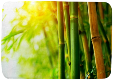 Bamboo (400x400), Png Download