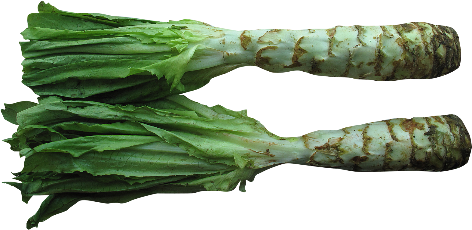 Celtuce Png (1635x847), Png Download