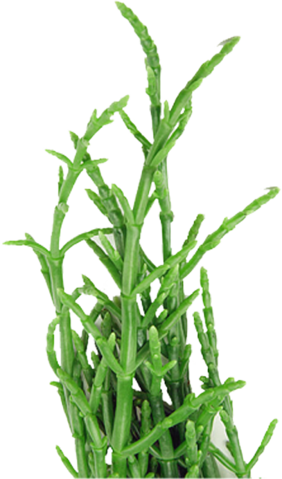 Sea Asparagus - Cartoon Plant Sea Png (407x692), Png Download