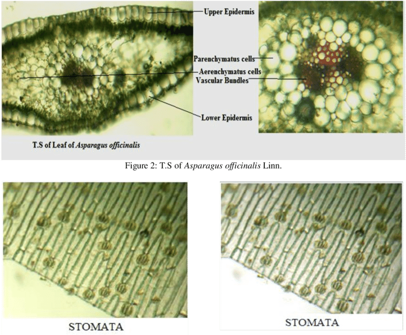 Asparagus Officinalis Linn - Garden Asparagus (850x668), Png Download