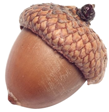 Seed Oak Photography Transprent Clipart Free - Acorn Seed (720x450), Png Download