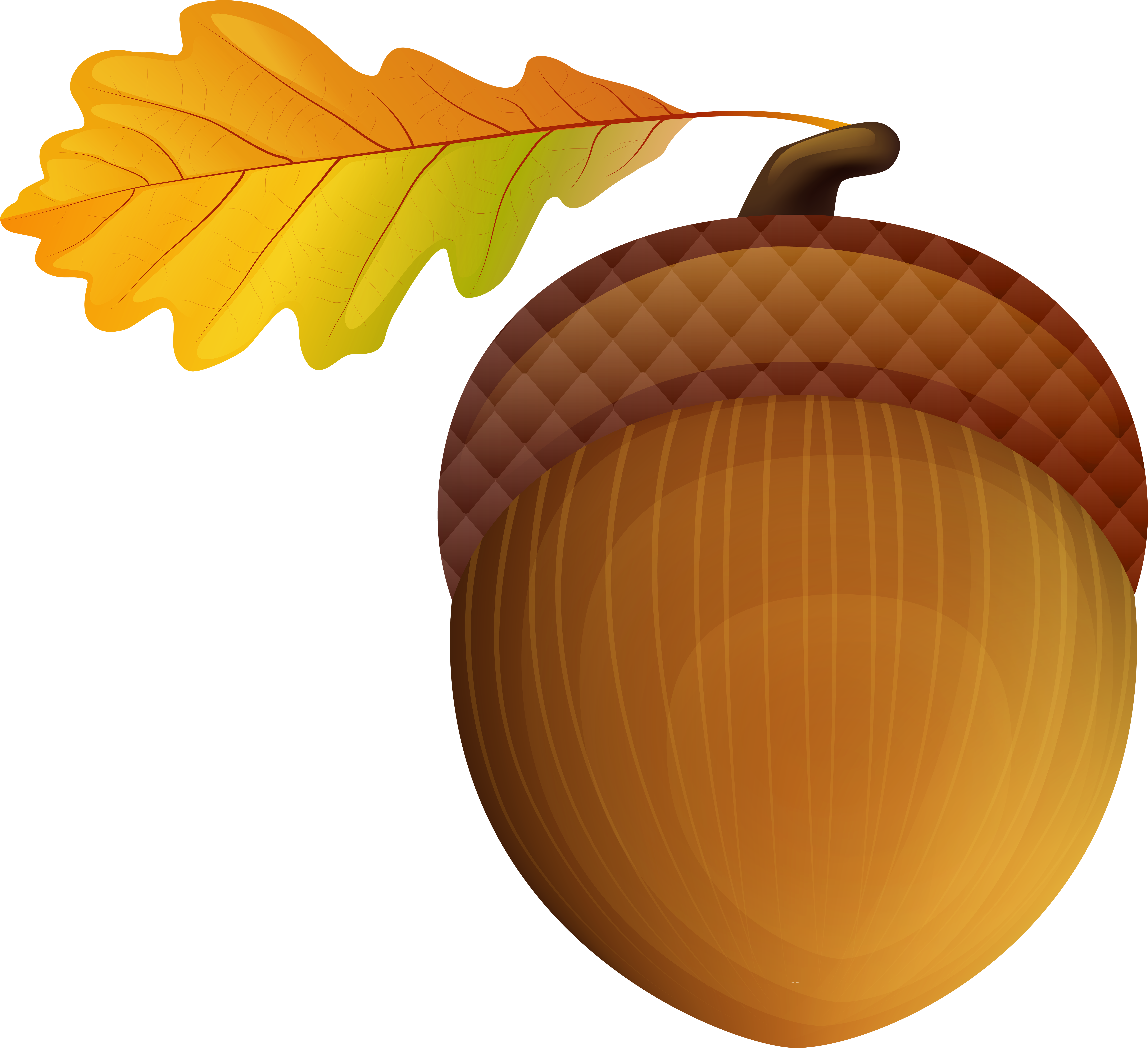 Acorn Png (8000x7222), Png Download