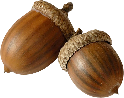Желуди Пнг (493x390), Png Download