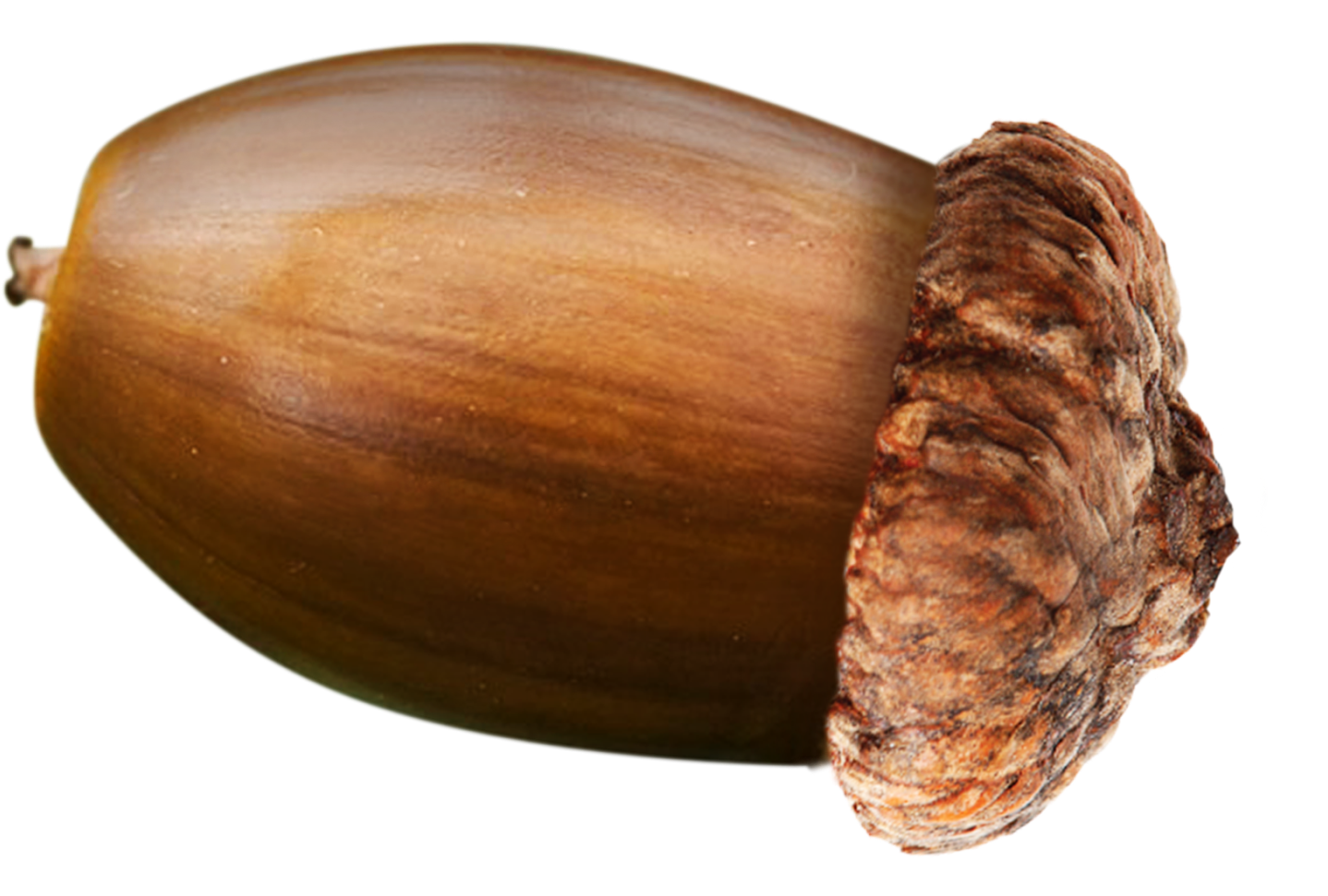 Acorn Transparent Food Clip Art Library Stock - Gourd (1600x1201), Png Download