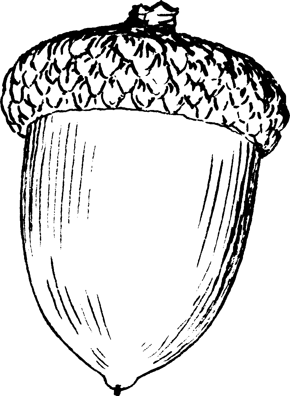 Acorn - Drawing Of An Acorn (962x1310), Png Download