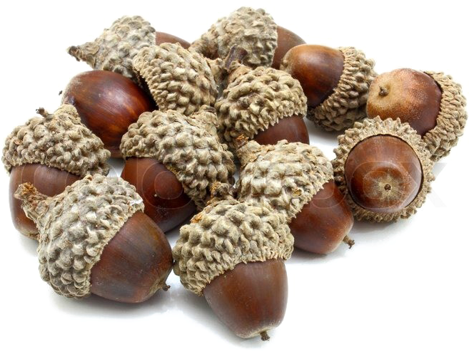 Acorn Png Photo - Acorns Png Transparency (800x600), Png Download