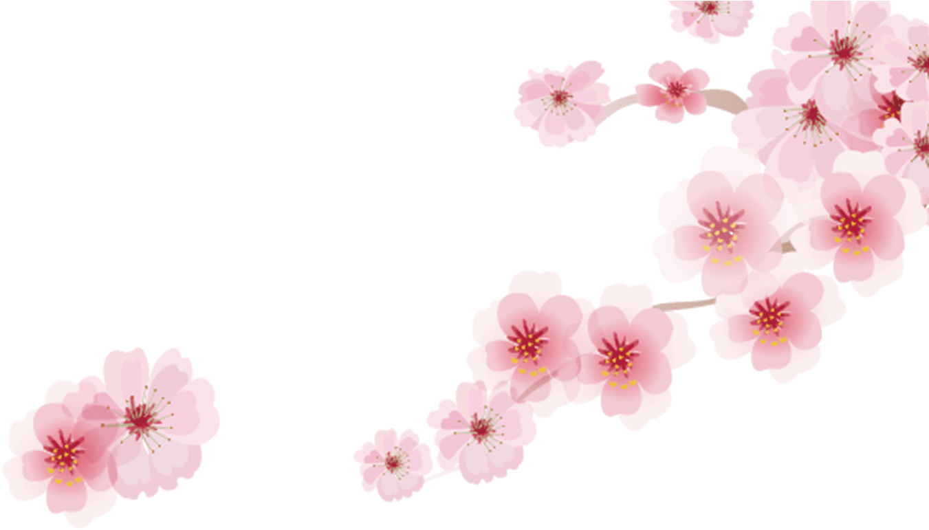Cherry Blossom Cartoon Romantic Sakura Japanese Cartoon - Cherry Blossom (1368x855), Png Download