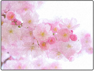 Beautiful Pink Japanese Cherry Tree Blossom Blanket - Cherry Blossom (500x500), Png Download