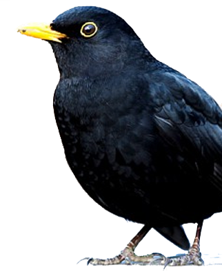 Bird Gard Electronic Bird Repellent Blackbids - Blackbird Bird (322x398), Png Download