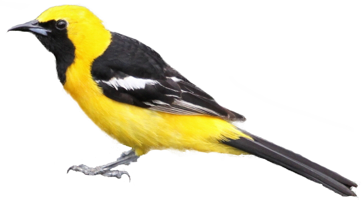 Black-masked Blackbird Px - Black And Yellow Bird Png (705x421), Png Download