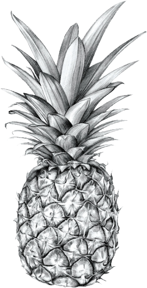 Verysexyrhino - Drawing Pineapple (500x707), Png Download