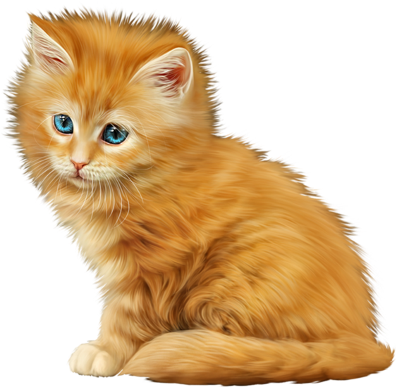 Share This Image - Cat (652x600), Png Download