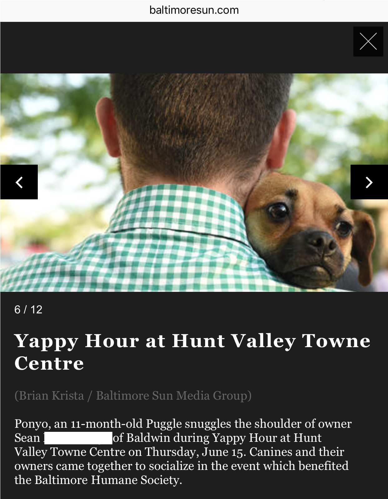 That Time Ponyo Graced The Baltimore Sun With Her Presence - Companion Dog (1242x2208), Png Download