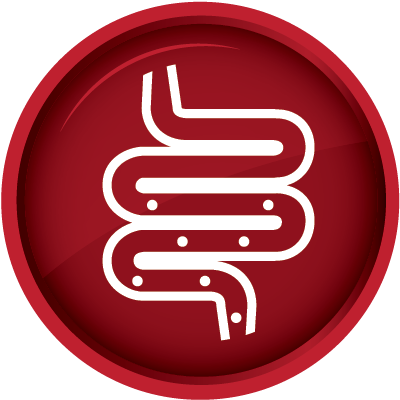 Particularly After The Administration Of Antibiotics, - Digestion (471x465), Png Download