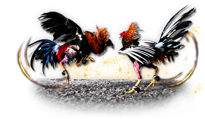 Roosters Who Lose The Fights Are Often Known Nothing - Imagenes De Gallos De Pelea Png (900x400), Png Download