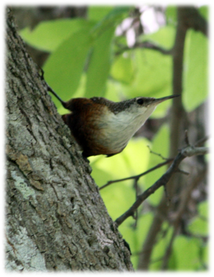Canyon Wren - House Wren (309x400), Png Download