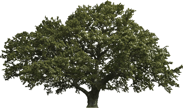 Tree - Big Truths For Young Hearts By Bruce A. W (602x357), Png Download