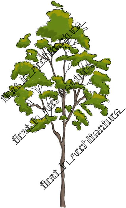 Fia Trees Elevation - Architecture (455x800), Png Download