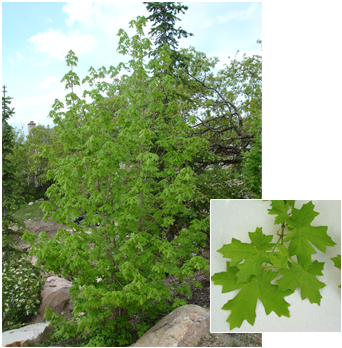 Pdm Trees Bigtoothmaple - Quaking Aspen (352x377), Png Download