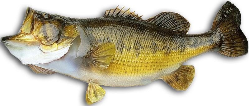 Fish Transparent Bass - Bass Fish Png (800x342), Png Download