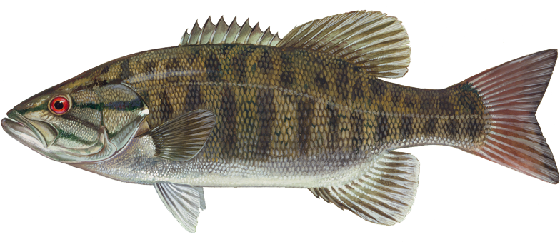 Learn About Smallmouth Bass And How To Catch Bigger - Smallmouth Bass (800x347), Png Download