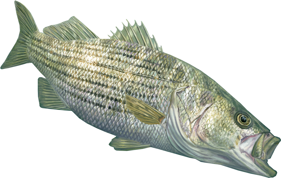 Skiff Life Now Offering Randy Mcgovern Fishing Apparel, - Striped Bass Transparent (1000x671), Png Download