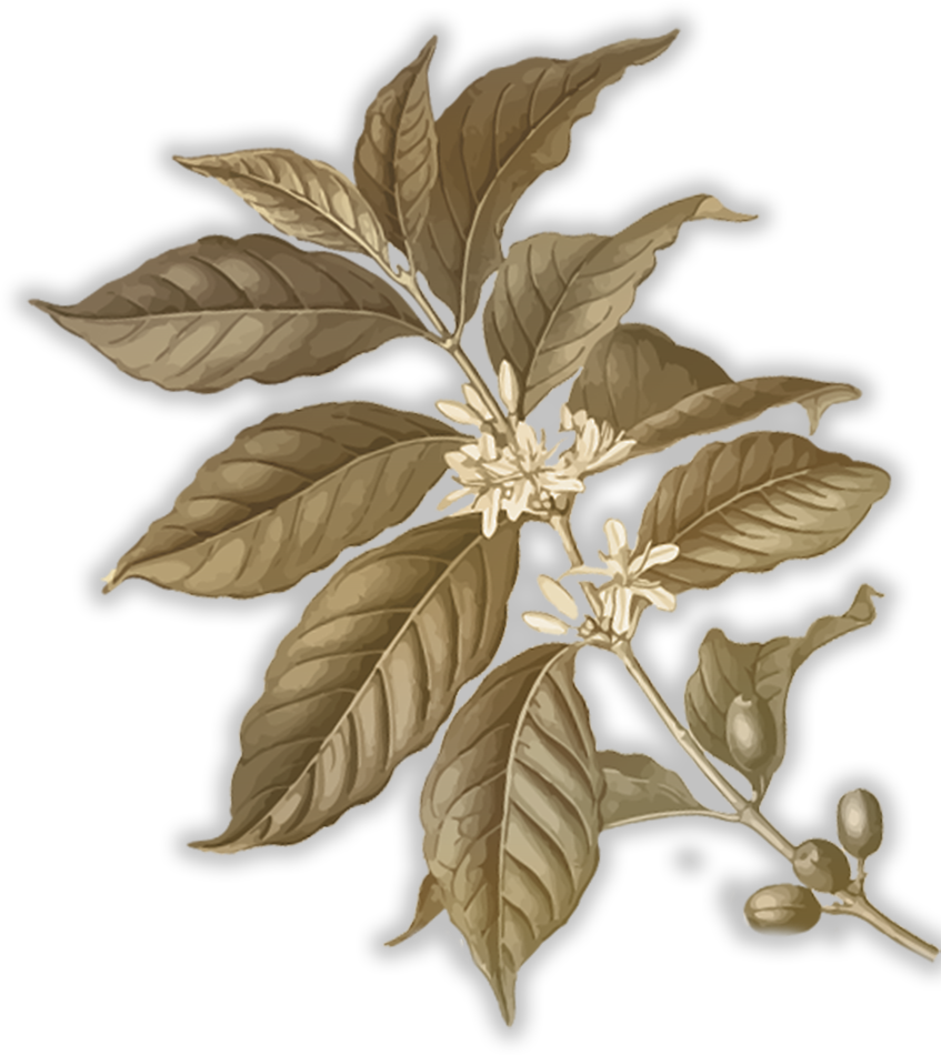 Its Quality Varies Based On Location And Elevation - Eclat Chocolate - Coffee & Cardamom Chocolate Parallel (847x950), Png Download