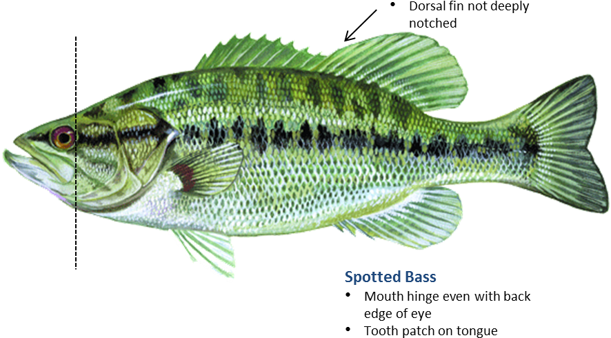 Spotted Bass Dorsal Fin (938x600), Png Download