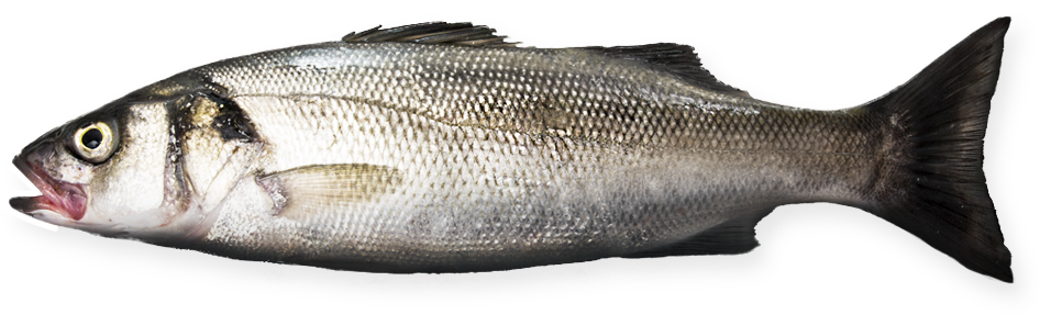 Sea Bass - Sea Bass Transparent (1056x616), Png Download
