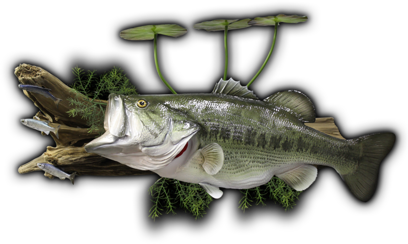 27\ - Bass Coffee Table Fish Mounts (800x485), Png Download