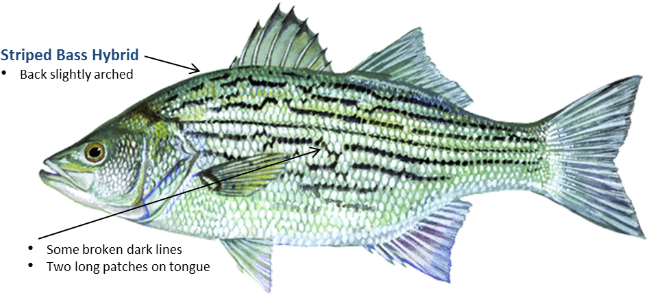 Striped Bass Hybrid - Hybrid Striped Bass (989x473), Png Download