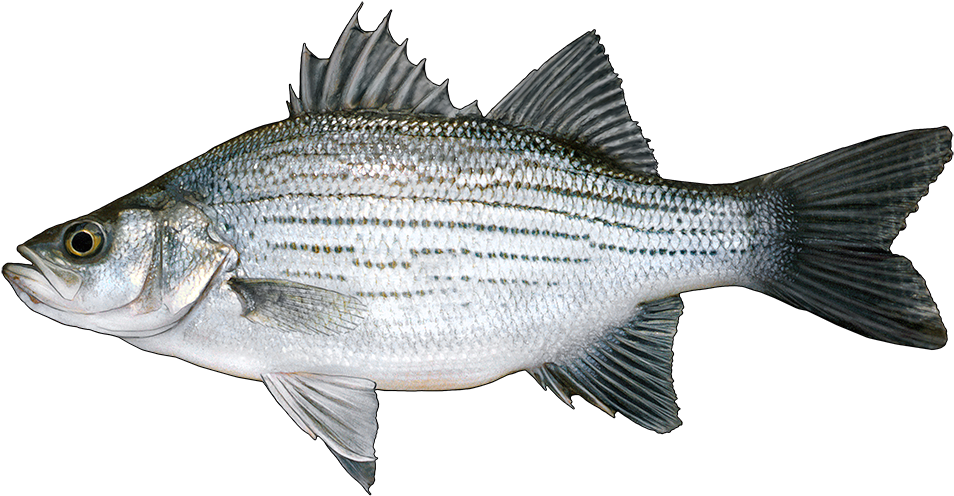 Http - //www - Fishbuoy - Com/images/images/fish Species - Arenac County, Michigan (1000x530), Png Download