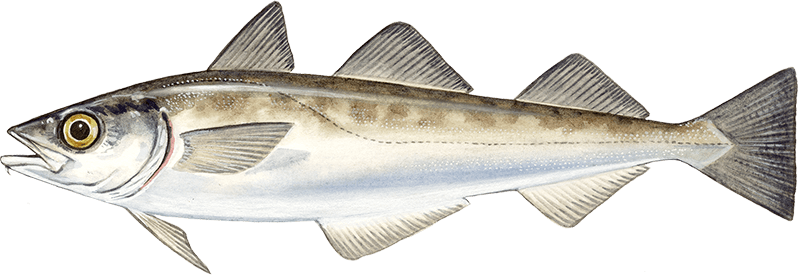 Alaska Pollock - Theragra Chalcogramma (798x275), Png Download