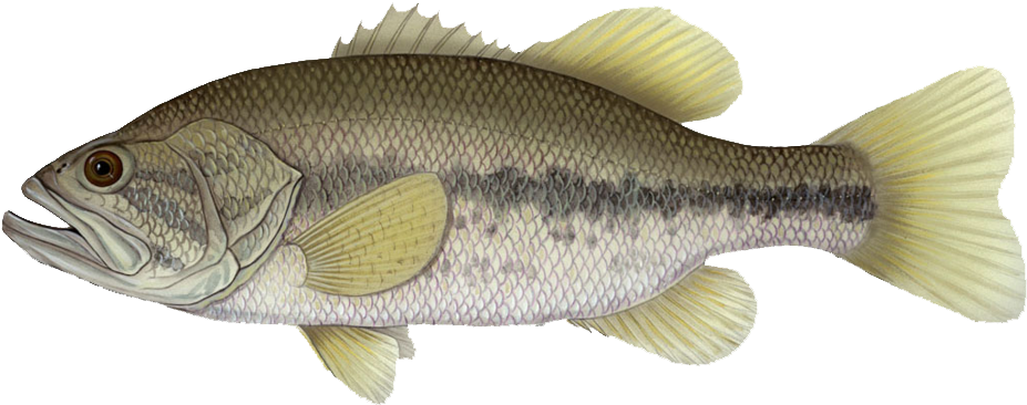 The Largemouth Bass Is Considered By Some To Be The - Walleye And Smallmouth Bass (1017x401), Png Download