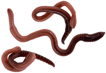 Worms Png (400x400), Png Download