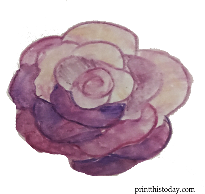 Free Handmade Watercolor Rose Clipart - Floribunda (720x720), Png Download