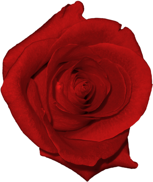 Real Flower Clip Art (514x619), Png Download