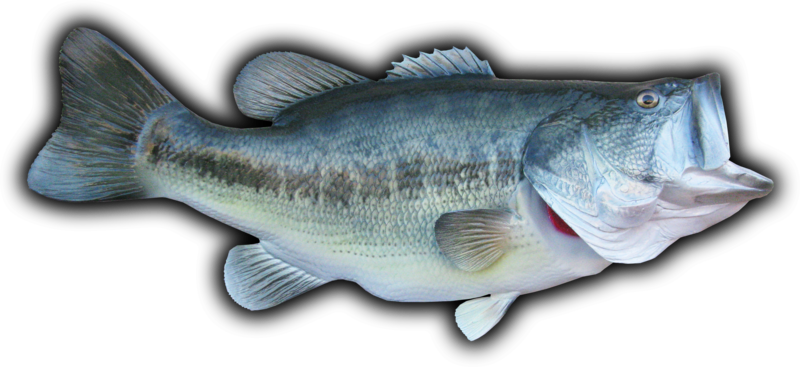 21 1/2" Largemouth Bass Fish Mount Replica - Largemouth Bass Transparent Background (800x367), Png Download