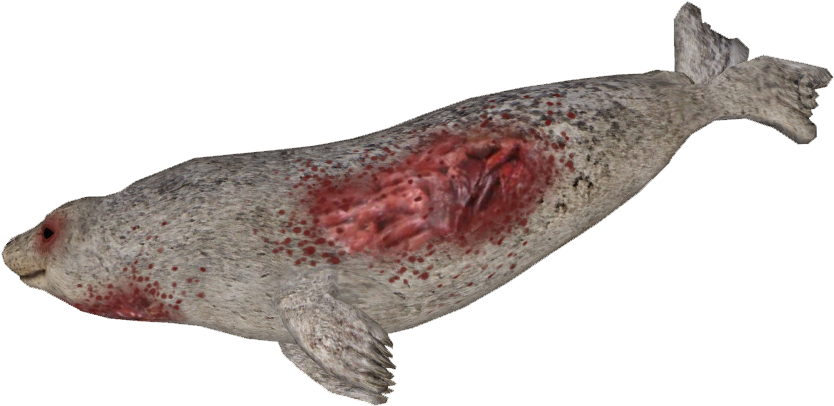 Dead Seal - Earless Seal (833x833), Png Download