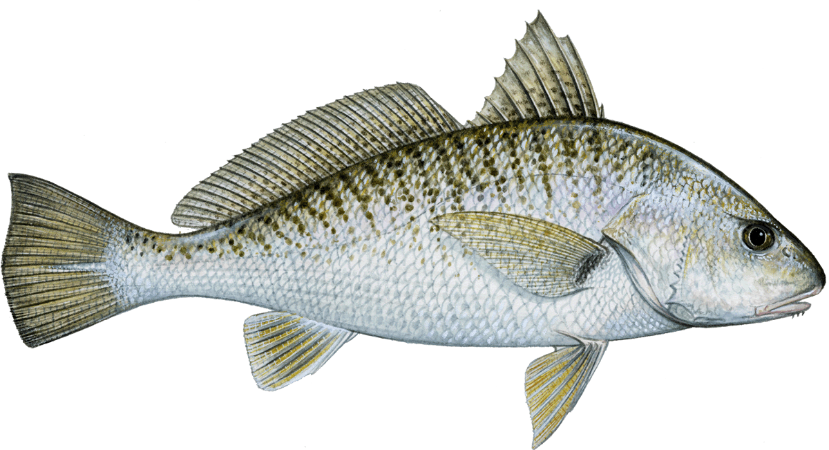 Croaker - Croaker Fish (1200x651), Png Download