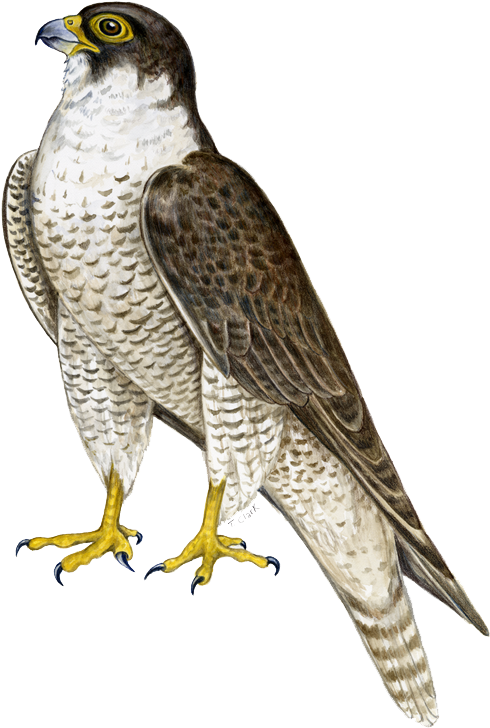 4 2 Falcon Png - Peregrine Falcon Png (571x800), Png Download