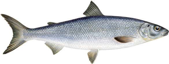 Download River Fish Dyin - Freshwater White Fish PNG Image with No  Background 