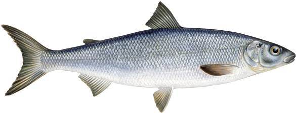 River Fish Dyin - Freshwater White Fish (591x238), Png Download