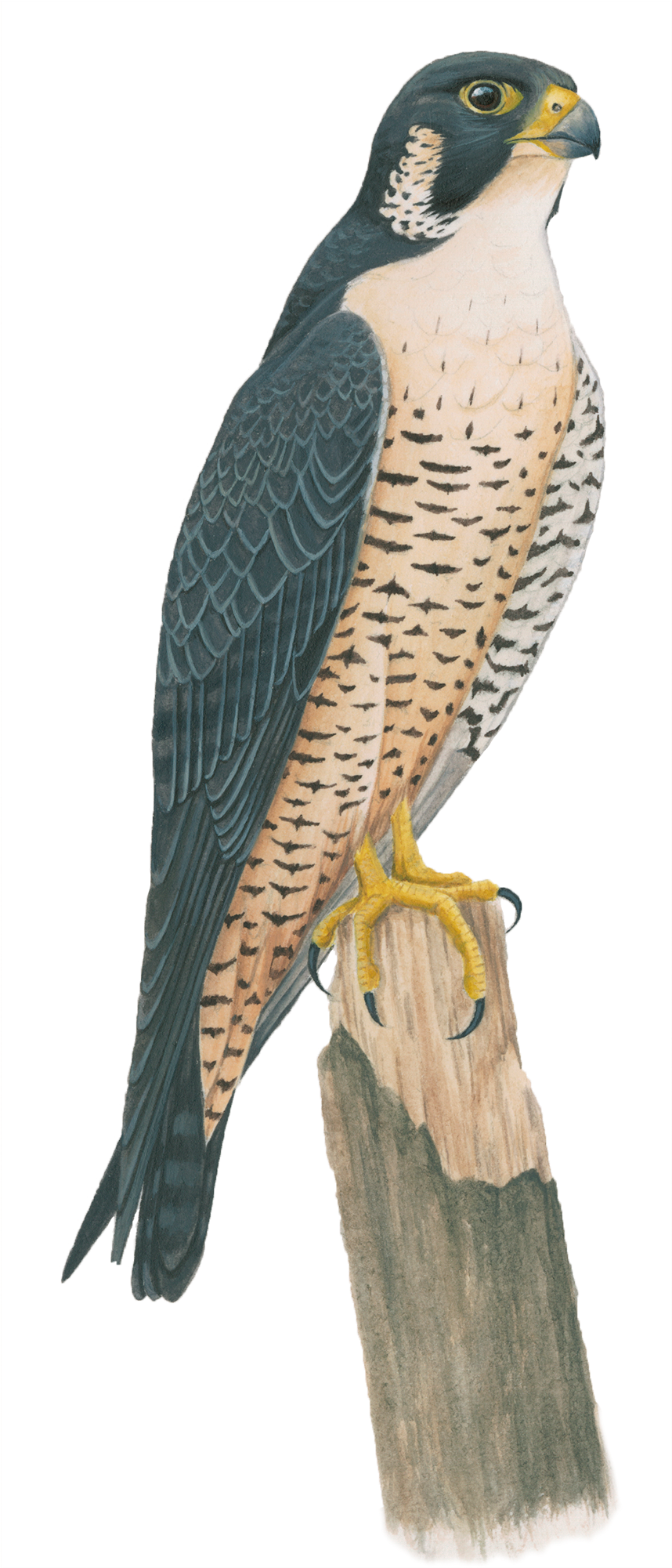 Peregrine Falcon Png Hd - Falcon (2000x2000), Png Download