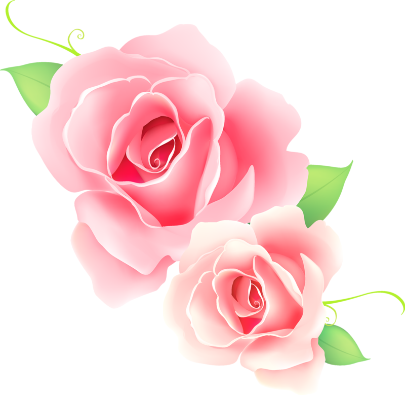 Яндекс - Фотки - Pink Rose Png Vector (800x779), Png Download