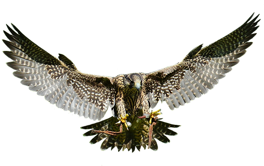 Falcon, Approach, Prey, Access, Raptor - Raptor Falcon Png (549x340), Png Download