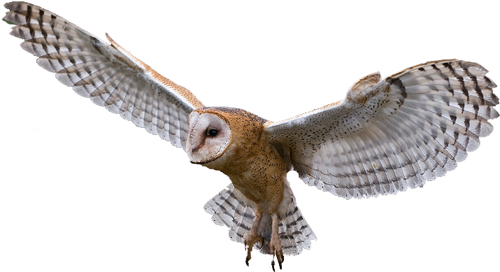 Cooper's Hawk Clipart Transparent - Owl Png (731x399), Png Download