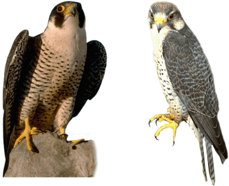 Free Png Falcon Png Images Transparent - Falcon Png (850x638), Png Download