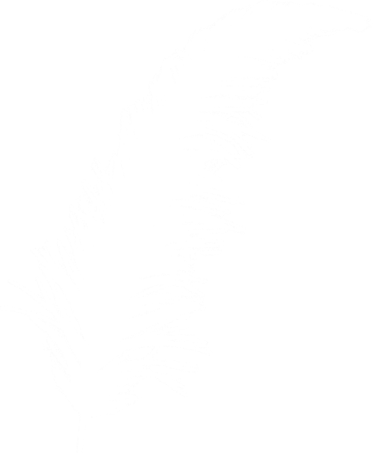 Ostrich Feather Png White Ostrich Feather Image - Imagen Pluma Blanca Png (527x640), Png Download